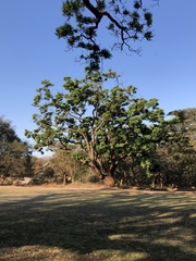 Pterocarpus angolensis