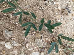 Lespedeza daurica