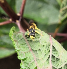 Cerceris
