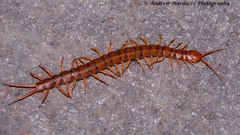 Scolopendra dehaani
