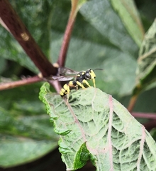 Cerceris