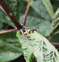 Cerceris