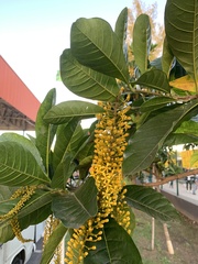 Lophanthera lactescens