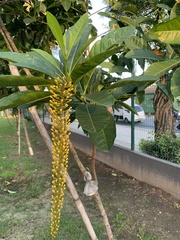 Lophanthera lactescens