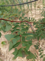Zanthoxylum bungeanum
