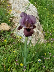 Iris haynei