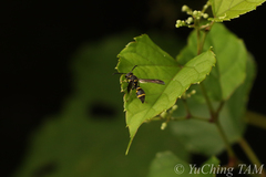 Apodynerus formosensis formosensis