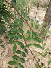 Zanthoxylum bungeanum