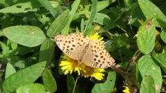 Argynnis laodice