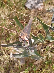 Peltaria alliacea