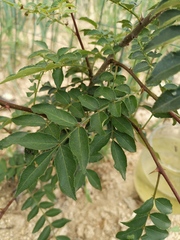 Zanthoxylum bungeanum