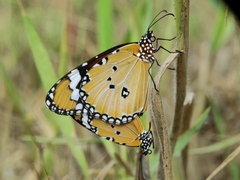 Danaus chrysippus