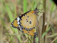 Danaus chrysippus