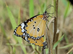 Danaus chrysippus