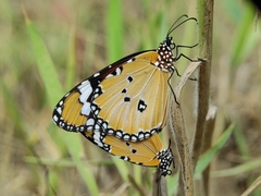 Danaus chrysippus