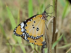 Danaus chrysippus