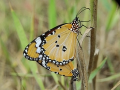 Danaus chrysippus