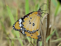 Danaus chrysippus