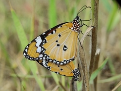 Danaus chrysippus