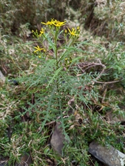 Senecio morrisonensis