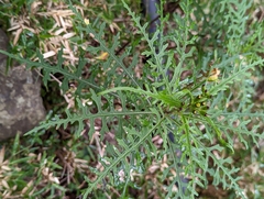 Senecio morrisonensis