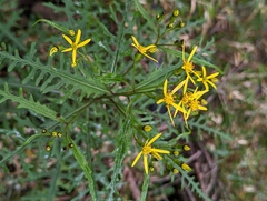 Senecio morrisonensis