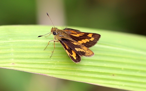 Potanthus pseudomaesa (Moore, 1881)