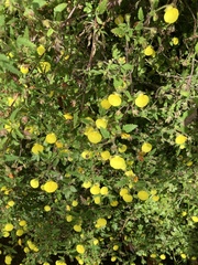 Calceolaria tripartita image