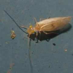 Xanthocaecilius sommermanae