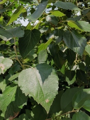Populus tomentosa