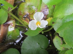 Hydrocharis dubia