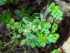 Galium morii