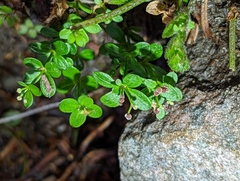 Galium morii