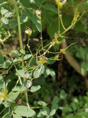 Clematis kirilowii