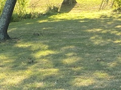 Sylvilagus floridanus