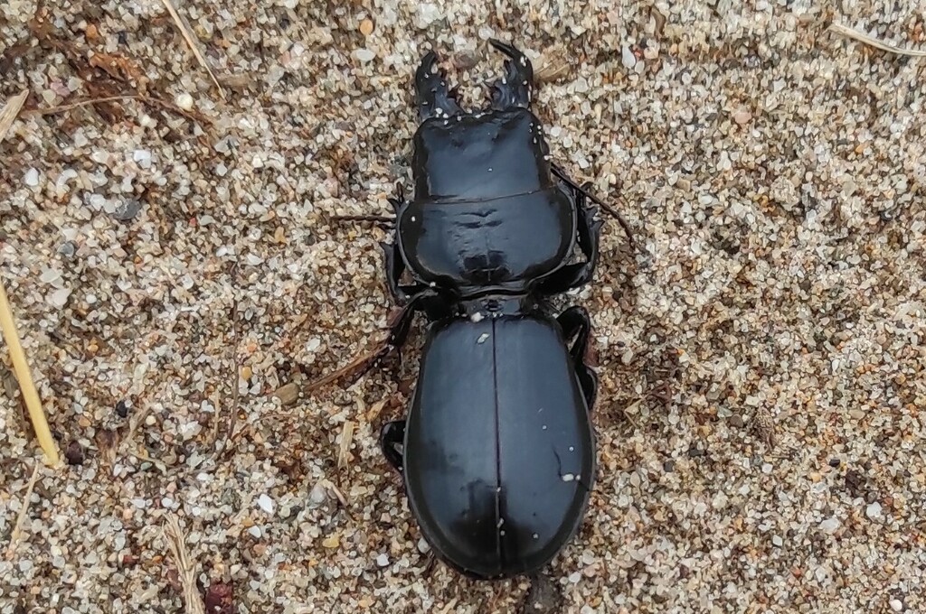 Scarites buparius