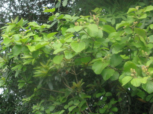 Image of Grewia lasiocarpa by (c) Suvarna Parbhoo Mohan, some rights reserved (CC BY-SA)