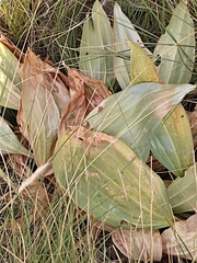 Gentiana lutea symphyandra