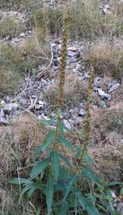 Digitalis lutea