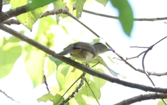 Iole viridescens cinnamomeoventris