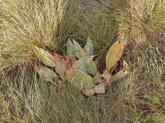 Gentiana lutea symphyandra