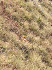 Gentiana lutea symphyandra