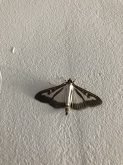 Cydalima perspectalis