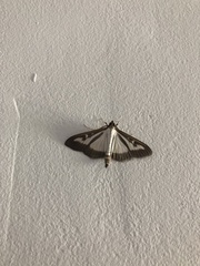 Cydalima perspectalis