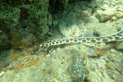 Myrichthys maculosus