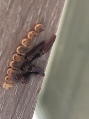 Polythysana cinerascens