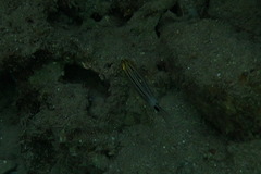 Cheilodipterus macrodon
