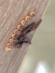 Polythysana cinerascens