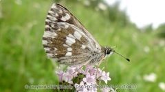 Muschampia cribrellum