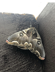 Polythysana cinerascens